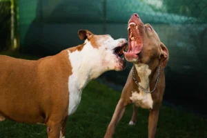 Average Dog Bite Settlement in South Carolina